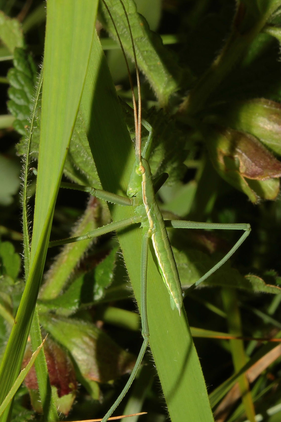 Tettigoniidae: Saga pedo, giovane femmina